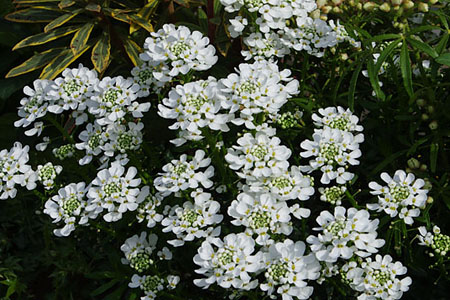 Schleifenblume Candy Ice im Frühling