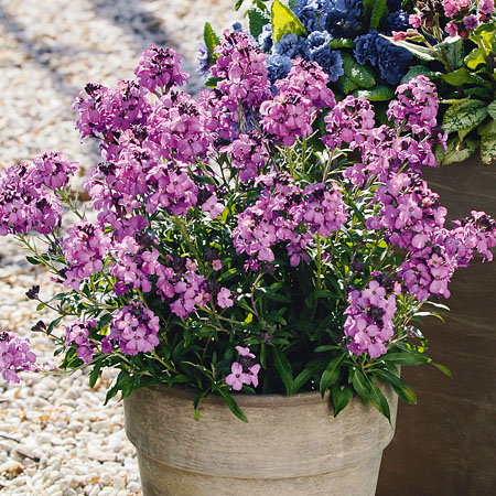 Lenzleuchten Erysimum Poem Lilac