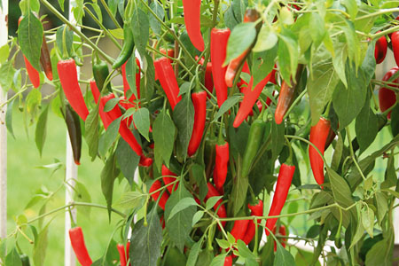 Chili  Cayenetta