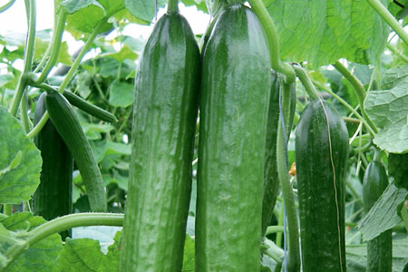 Cucumis sativus  Magnum