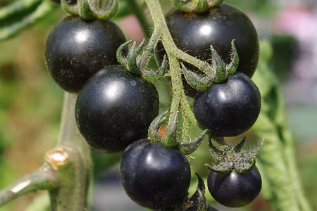 Solanum lycopersicum  Black Cherry
