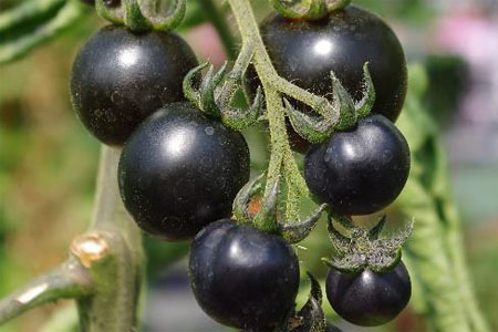 Tomate Black Cherry