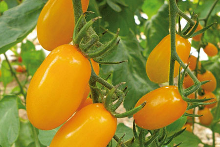 Tomate Dolly