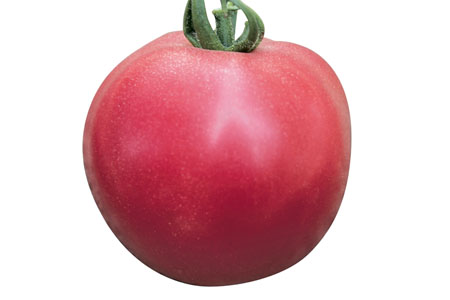 Tomate Fuji Pink