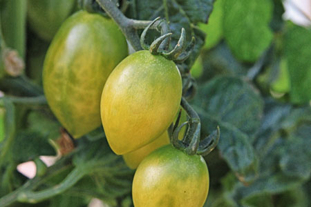 Tomate Green Envy