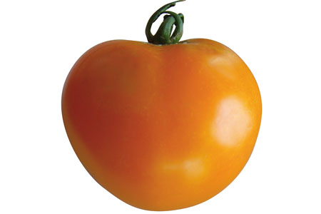 Tomate Orange Queen