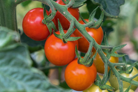 Tomate Primabella