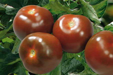 Tomate Schwarze Krim