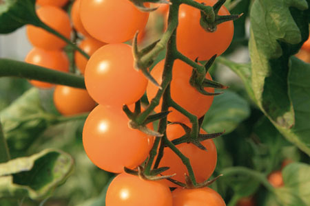 Solanum lycopersicum  Sungold