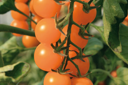 Tomate Sungold
