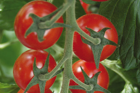 Tomate Zuckertraube