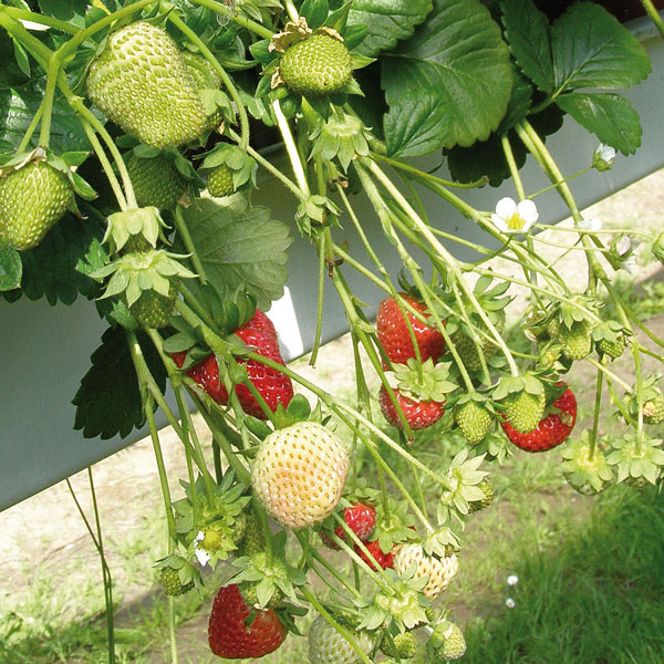 Erdbeere Delicado - leckere Erdbeeren aus dem eigenen Garten Erdbeere Delicado - leckere Erdbeeren aus dem eigenen Garten