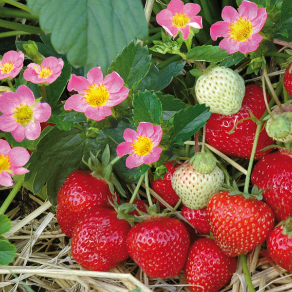 Erdbeere Hummi Merosa - leckere Erdbeeren aus dem eigenen Garten