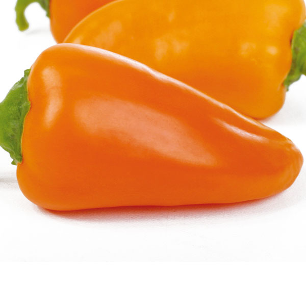 Paprika Snacky Orange - Gourmetzauber-Gemüse im Garten