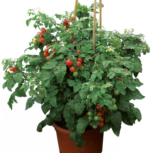 Siderno - Cherrytomage für Balkon und Terrasse Siderno - Cherrytomage für Balkon und Terrasse