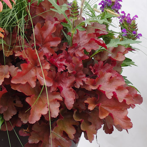 Heuchera Red Fury