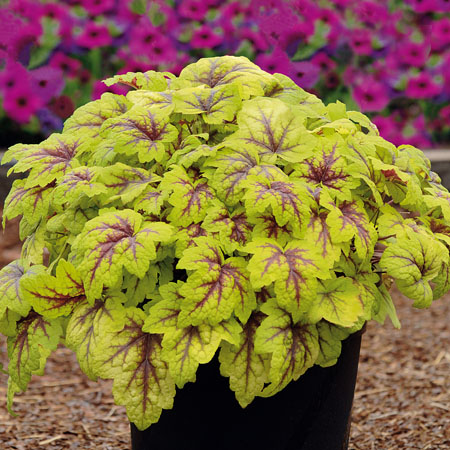 Heucherella Stoplight