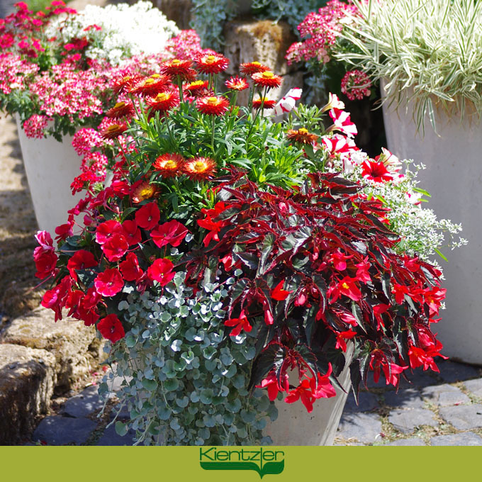 zauberhafte Pflanzideen für Balkon, Terrasse und Garten