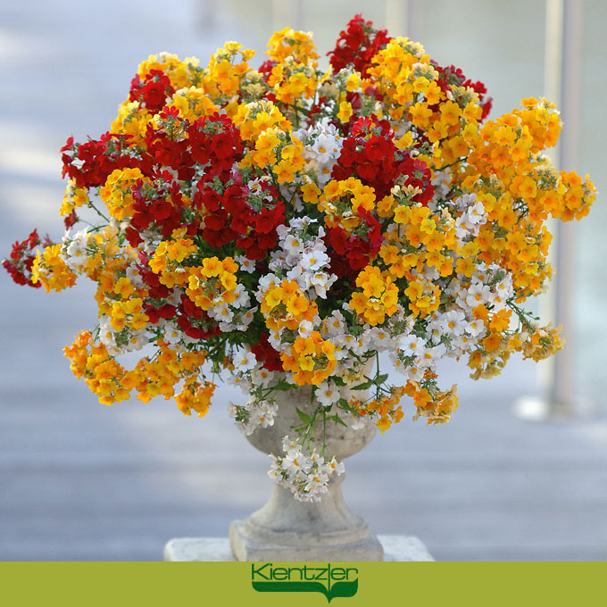 Sommerblumen und Stauden für Balkon und Terrasse