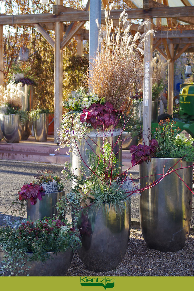 Elegante Winter-Bepflanzung mit Rutenhirse, Purpurglöckchen und Mauerpfeffer