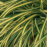 Carex Evergold