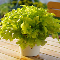 Heuchera Lime Marmalade