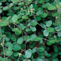 Mühlenbeckia