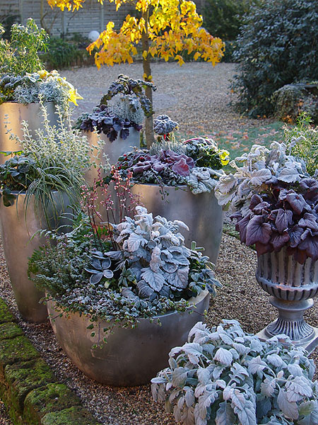 Frostfeste Winterzauber-Pflanzen auf der Terrasse