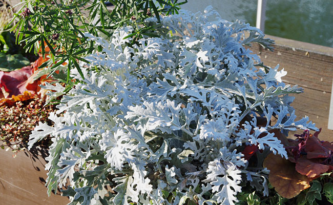 Silberblatt im Winterzauber (Senecio)