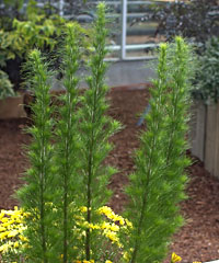 Eupatorium Elegant Feather Eupatorium Elegant Feather