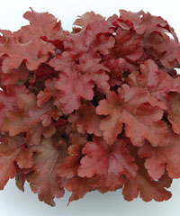 Purpurglöckchen  Red Fury