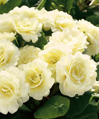 Rosenprimel BELARINA Cream