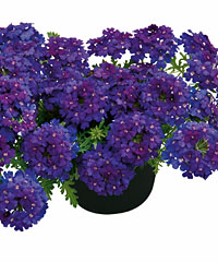 Hängeverbene Vepita Blue-Violet