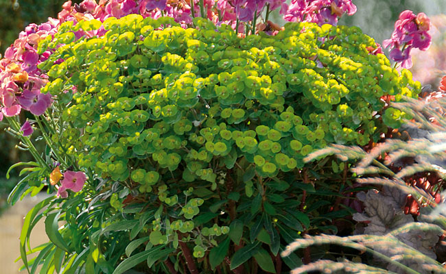 Euphorbia Wolfsmilch