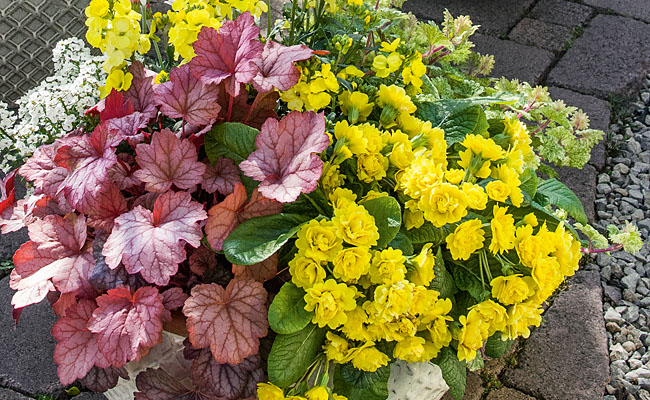 Primula Pollyanna Kientzler Young Plants