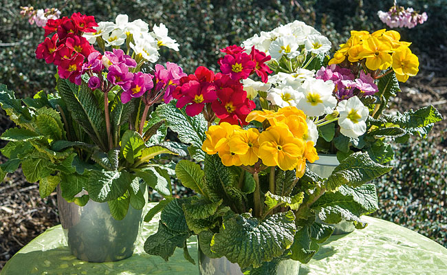 Primula Spring Bouquet