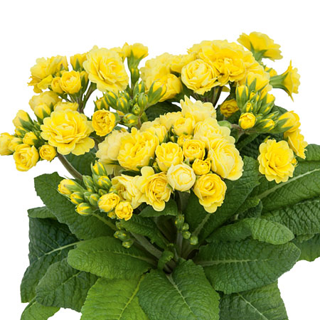 Stängelprimul POLLYANNA Fresh Lemon