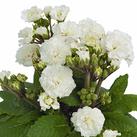 Stängelprimul POLLYANNA Frosty White