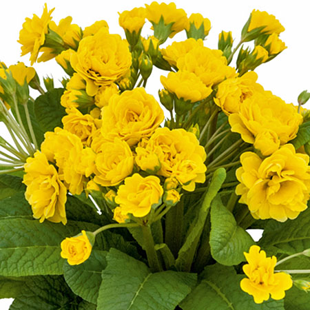 Stängelprimul POLLYANNA Sunny Yellow