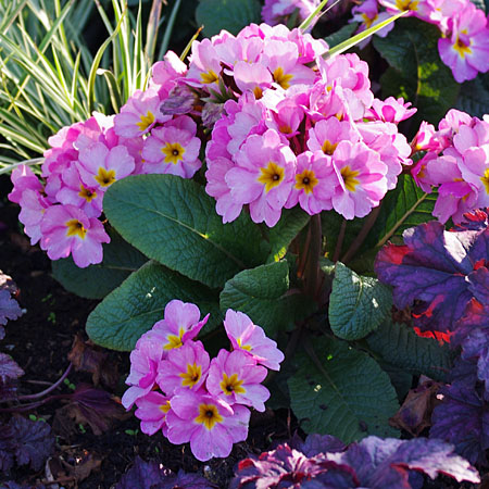 Stängelprimul SPRING BOUQUET Flieder