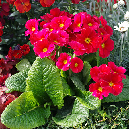 Stängelprimul SPRING BOUQUET Orange-Rot