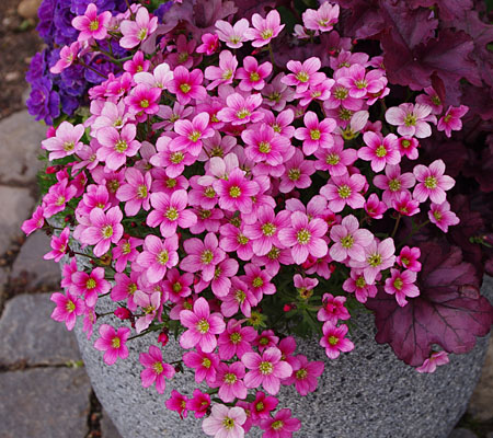 Saxifraga So Saxy Rose