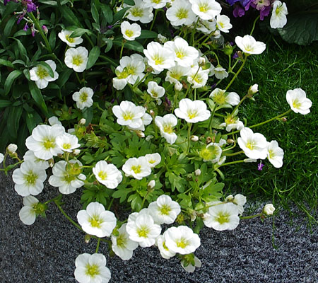 Saxifraga So Saxy White