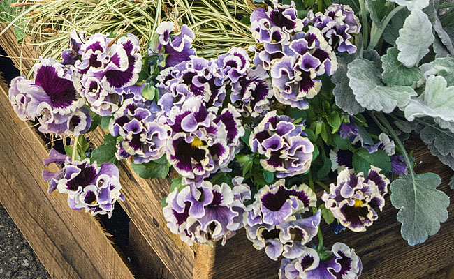 Viola Ruffles Kientzler Young Plants