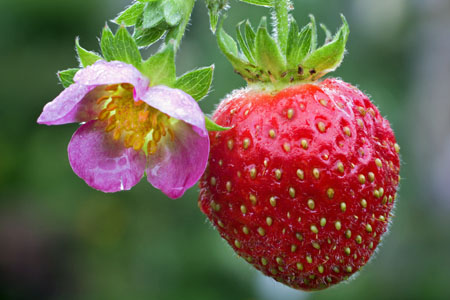 Erdbeere Merosa