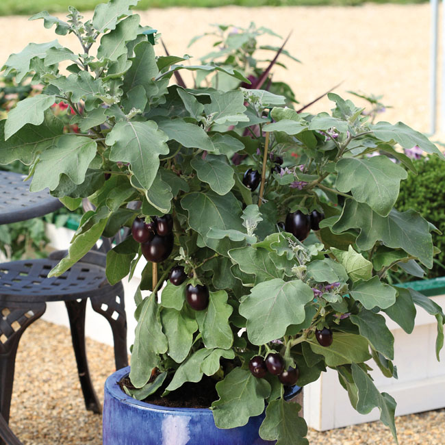 Aubergine Jackpot - Aubergine auf der Terrasse