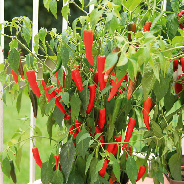 Chili Cayenetta - scharfer Chili auf Balkon und Terrasse Chili Cayenetta - scharfer Chili auf Balkon und Terrasse