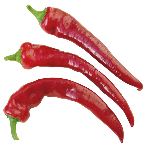 Chili Hyper - scharfer Chili auf Balkon und Terrasse Chili Hyper - scharfer Chili auf Balkon und Terrasse