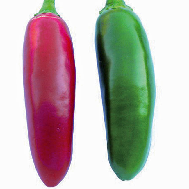 Chili Japo - Chili auf Balkon und Terrasse Chili Japo - Chili auf Balkon und Terrasse