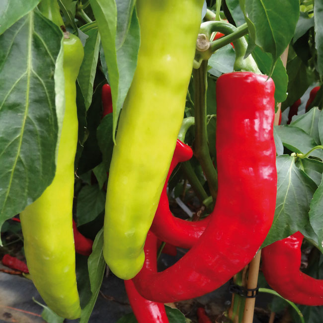 Chili Panama - milder Chili auf Balkon und Terrasse Chili Panama - milder Chili auf Balkon und Terrasse